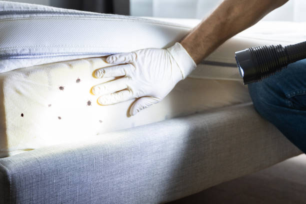 Best Flea Control Services  in Indian River, MI