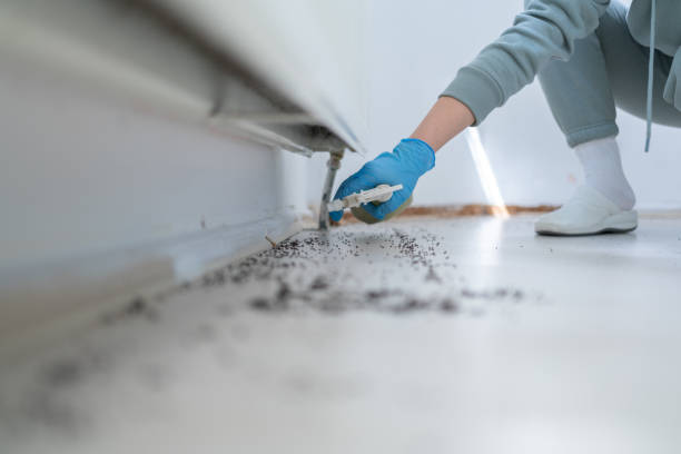 Best Termite Control Services  in Indian River, MI
